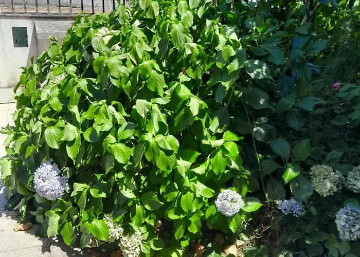 Apartmán Have To Amarante